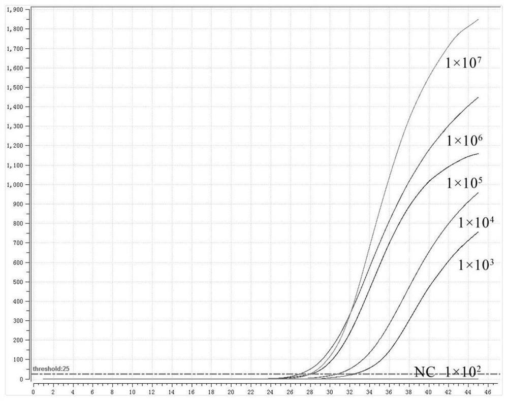 Primer probe group and kit for jointly detecting hepatitis B virus and hepatitis C virus based on fluorescent RMA method