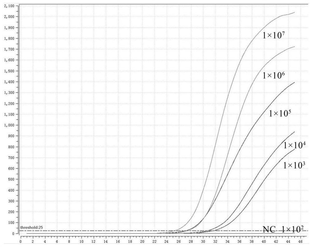 Primer probe group and kit for jointly detecting hepatitis B virus and hepatitis C virus based on fluorescent RMA method