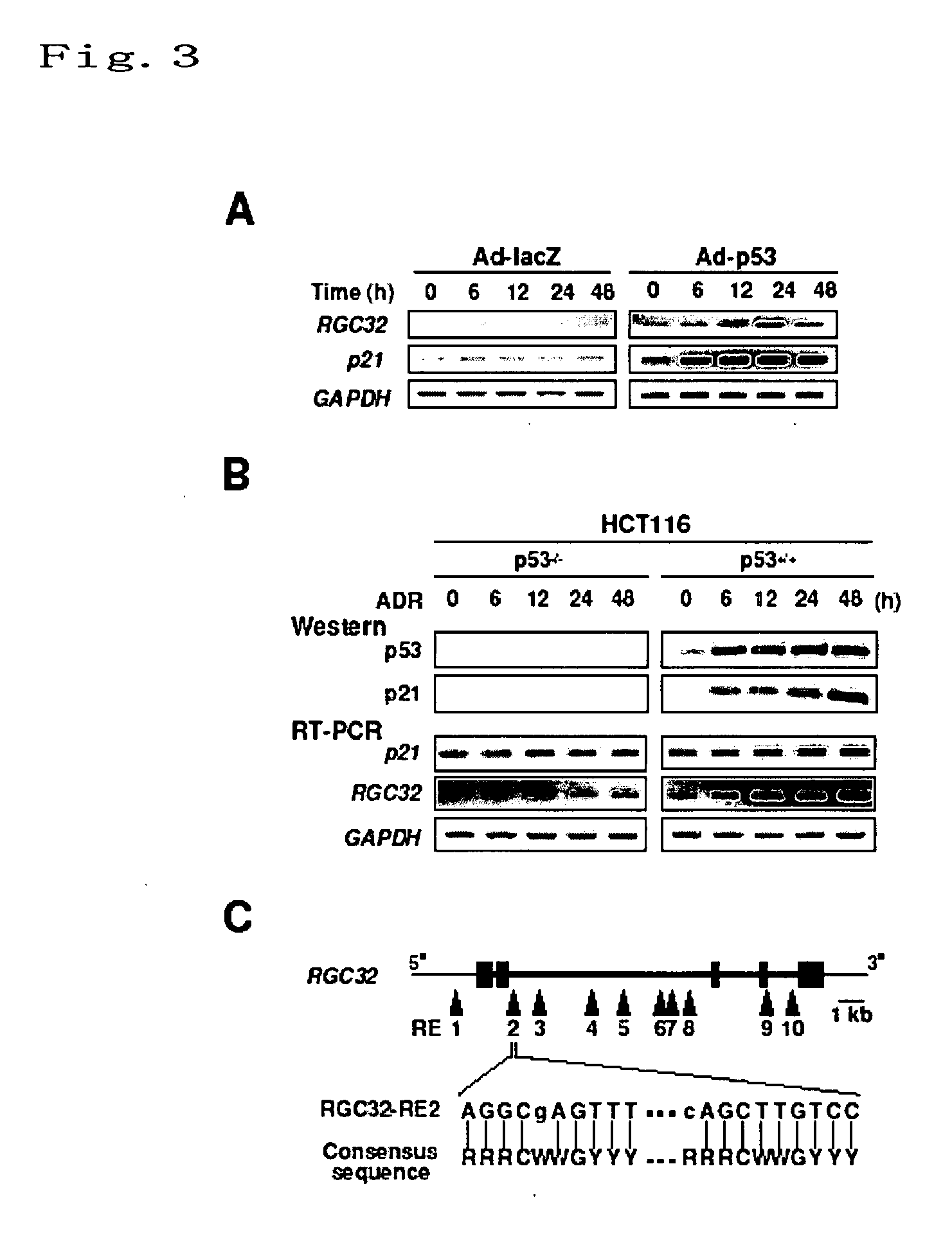 Cancer suppressing agent