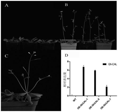 Application of cotton GhCAL-D07 gene in promotion of plant blooming
