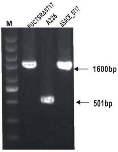 Method for increasing output of erythrocin by SACE_5717 gene of saccharopolyspora erythraea
