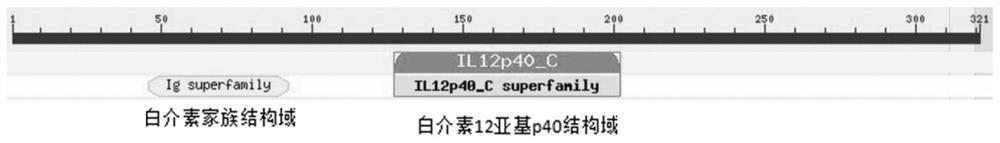 Perch interleukin il-12p40 gene and its application