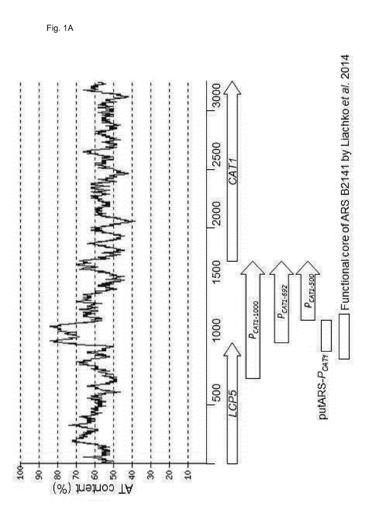 Novel episomal plasmid vectors