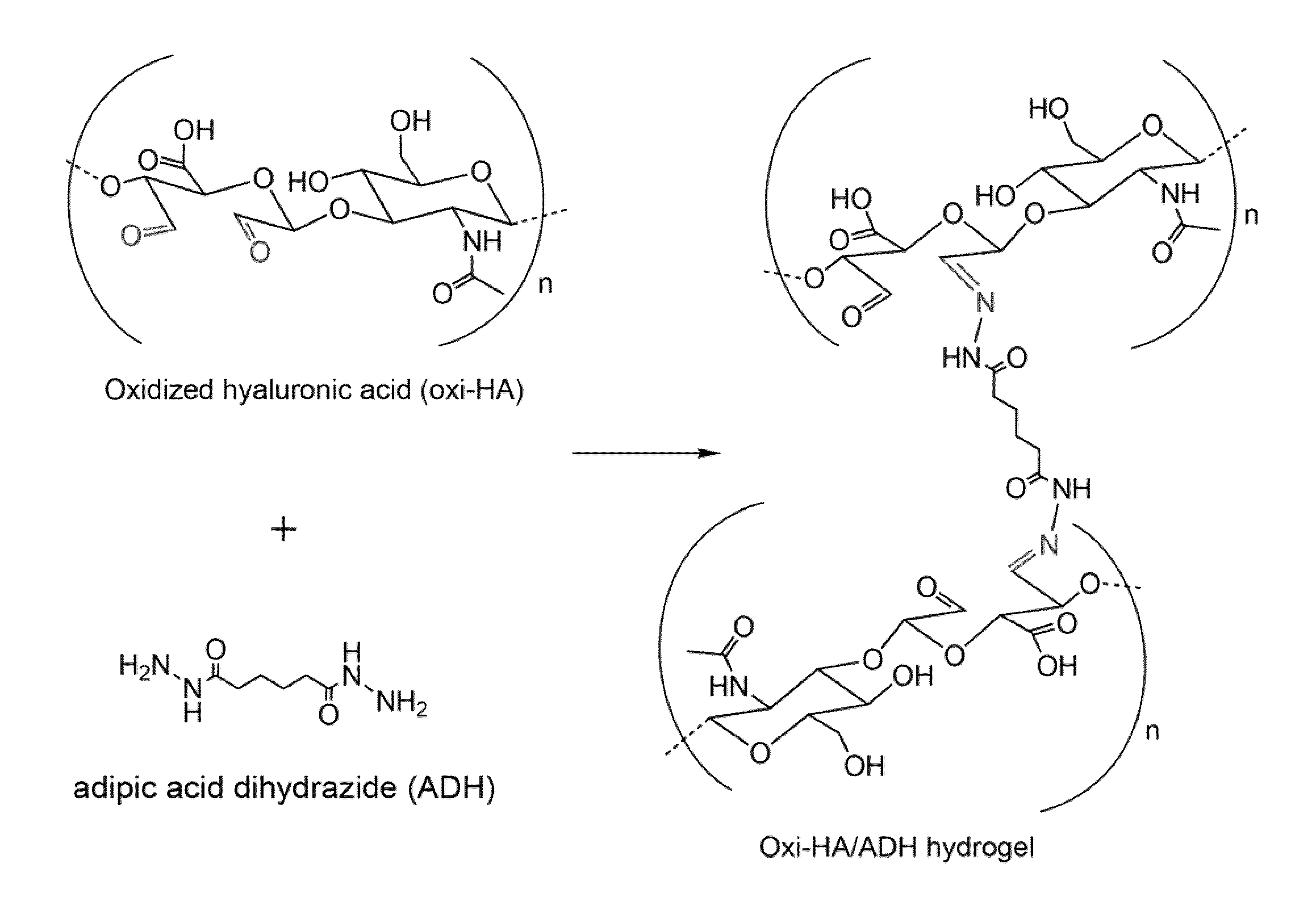 Cross-linked oxidated hyaluronic acid for use as a vitreous substitute