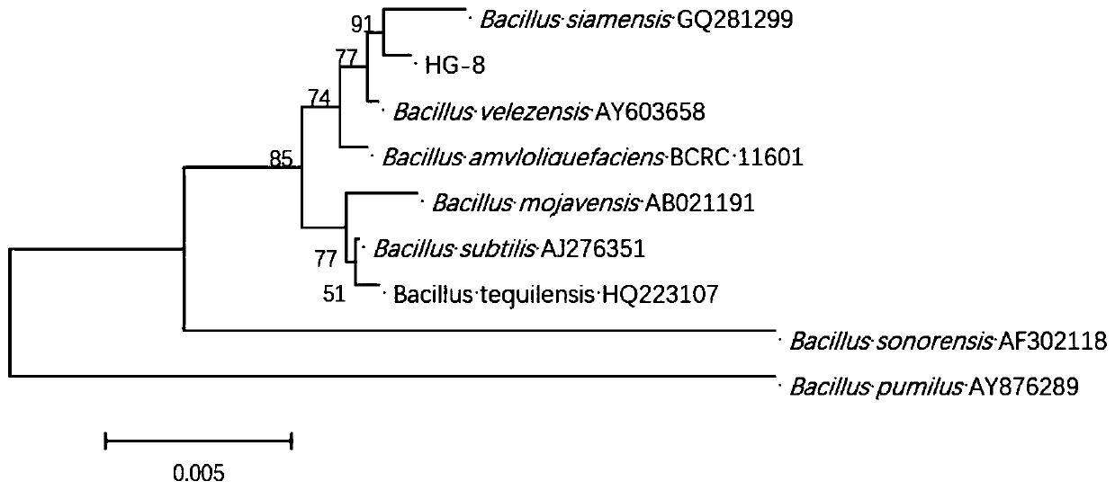 Bacillus pumilus having functions of improving acid soil and decomposing potassium, and preparation and application of microbial inoculum of bacillus pumilus