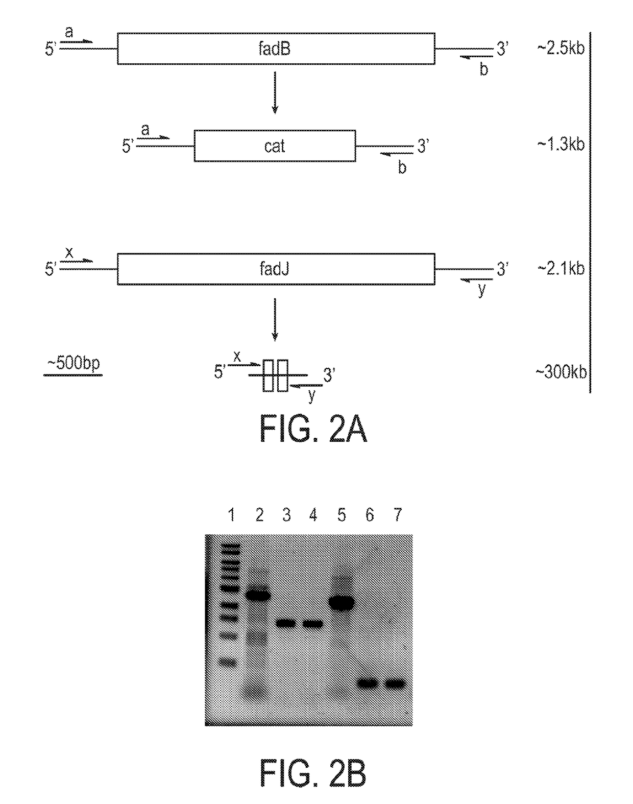 Engineered strain of escherichia coli for production of poly-r-3-hydroxyalkanoate polymers with defined monomer unit composition and methods based thereon