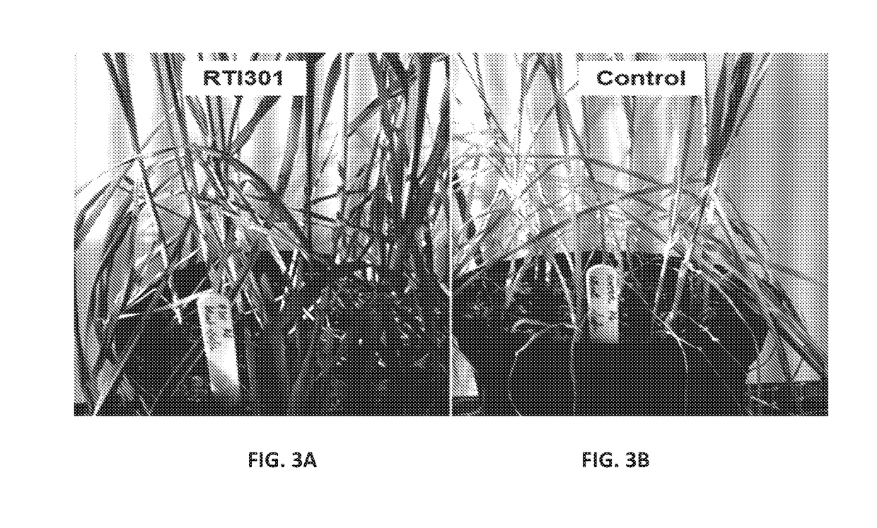 Bacillus amyloliquefaciens rti301 compositions and methods of use for benefiting plant growth and treating plant disease
