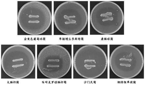 Lactobacillus casei controlling bacterial soft rot of vegetables and its application