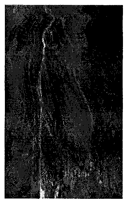 Spatial-spectral associated prediction-based hyperspectral image lossless compression method