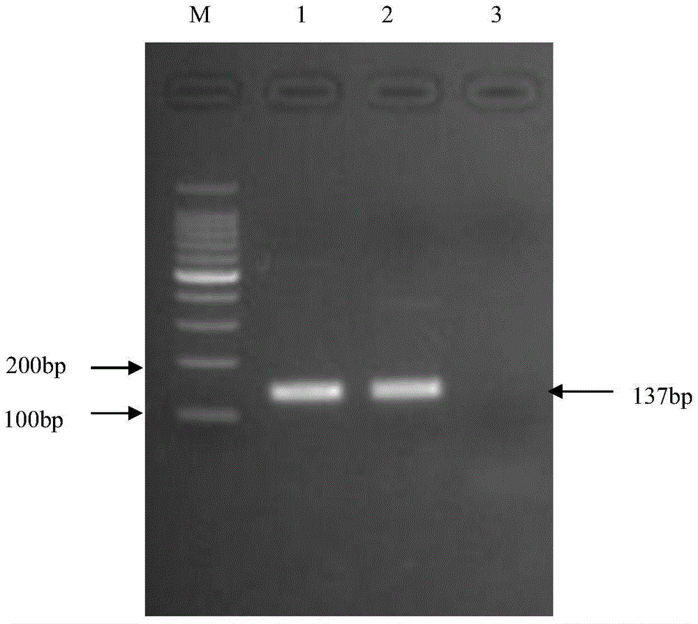 Genetic marker of canine parvovirus and specific primers as well as probe thereof