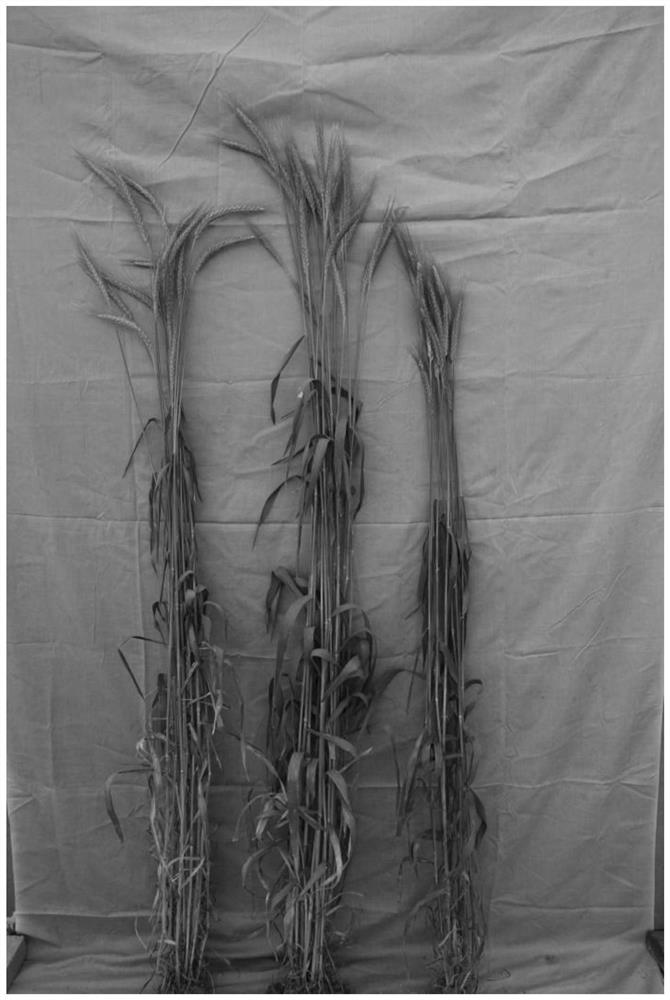 A hybrid breeding method for new germplasm of triticale for forage