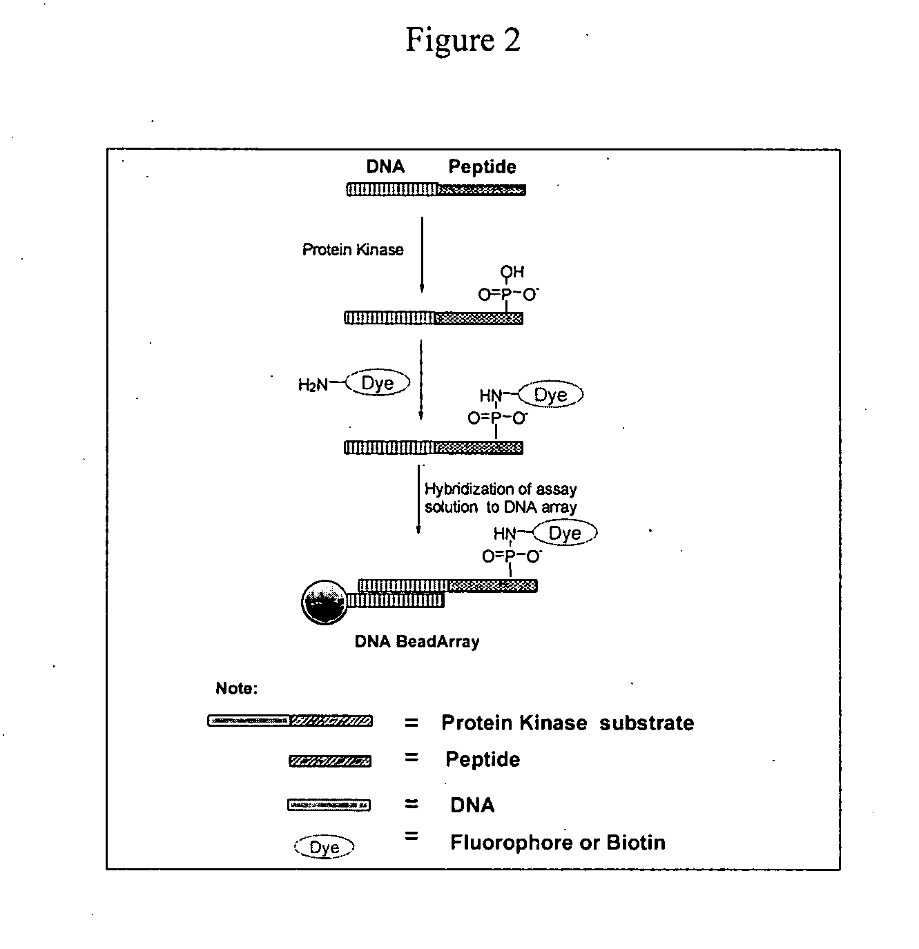 Compositions and methods for detecting phosphomonoester