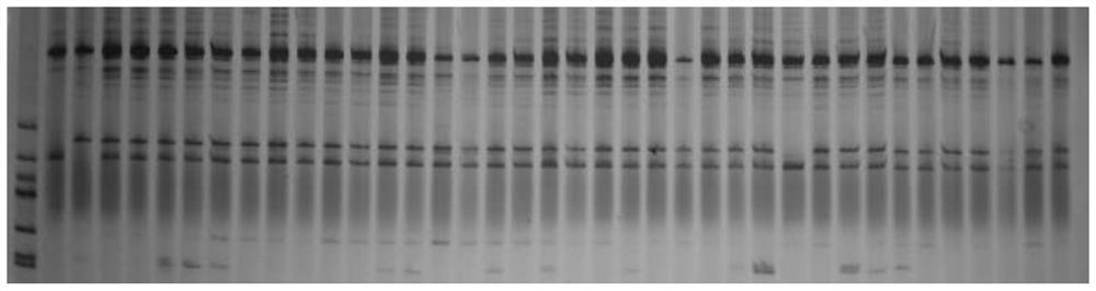 SSR primer and method for identifying purity of hybrid seeds of Zaojia Luffa cylindrica