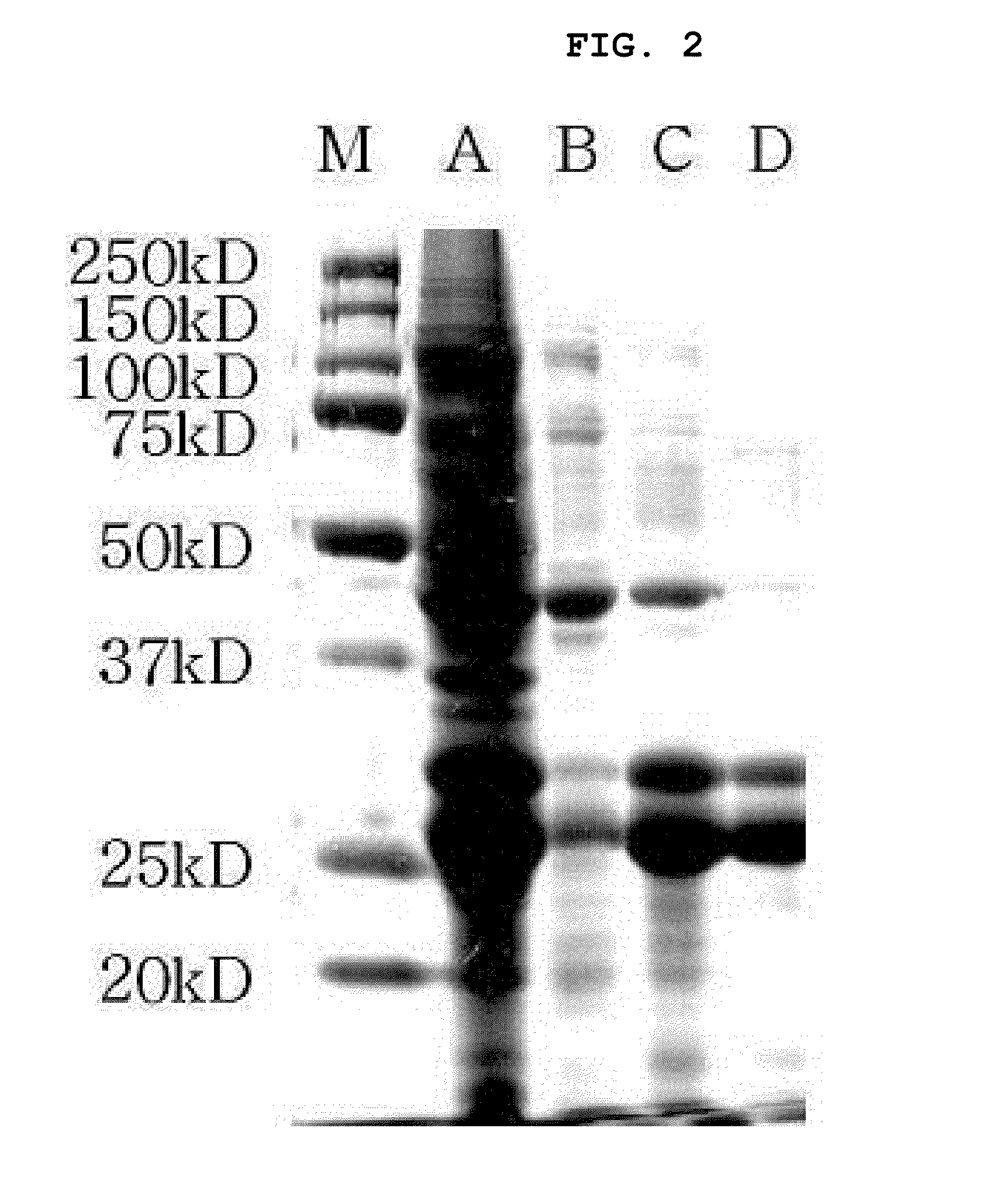 Novel use of ec-sod and method for preparing thereof