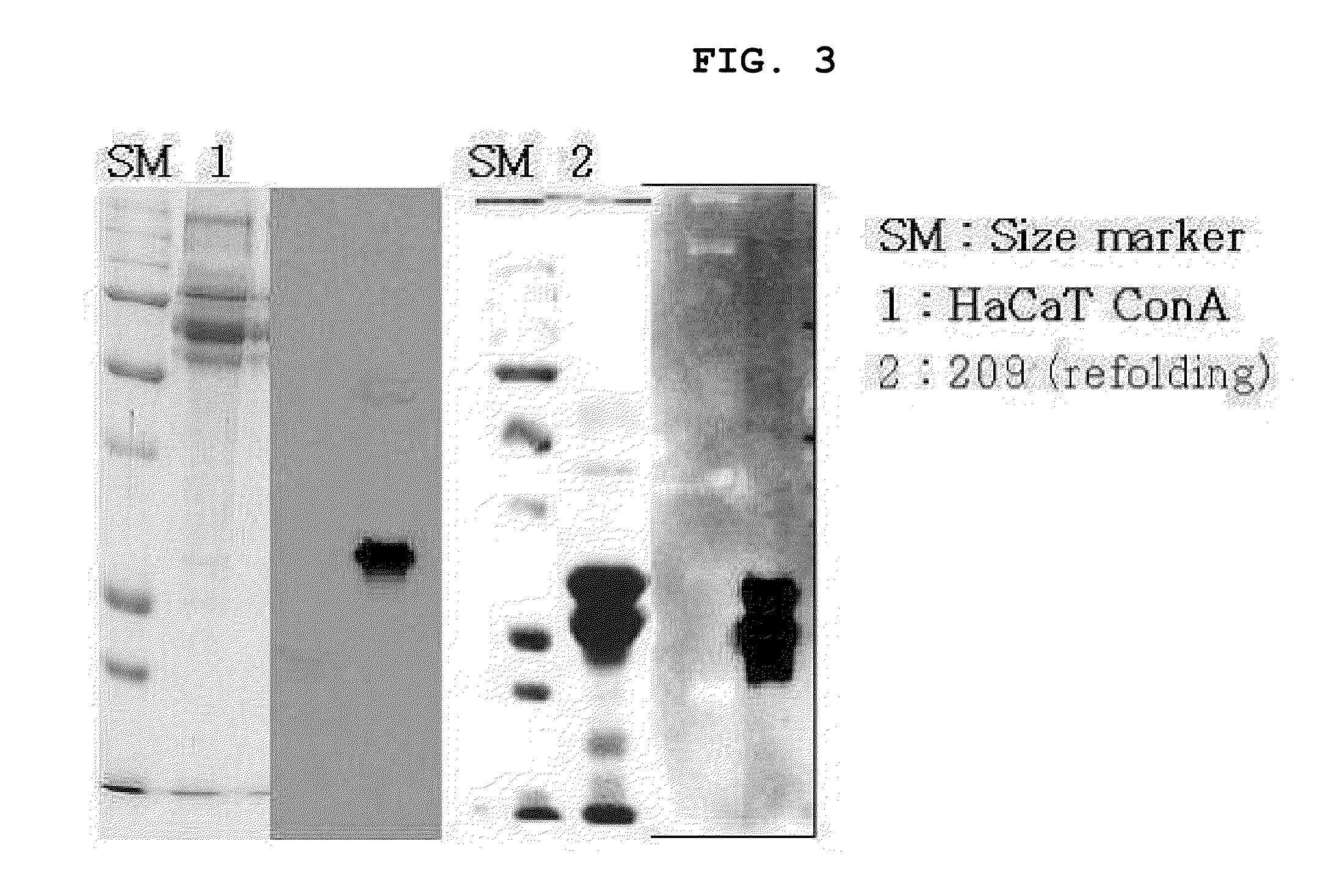 Novel use of ec-sod and method for preparing thereof