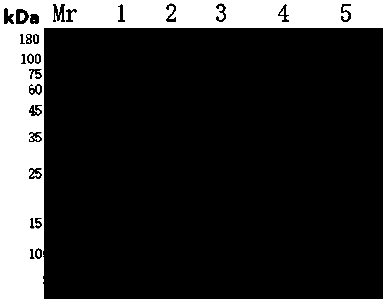 Method for purifying neutral or alkaline protease