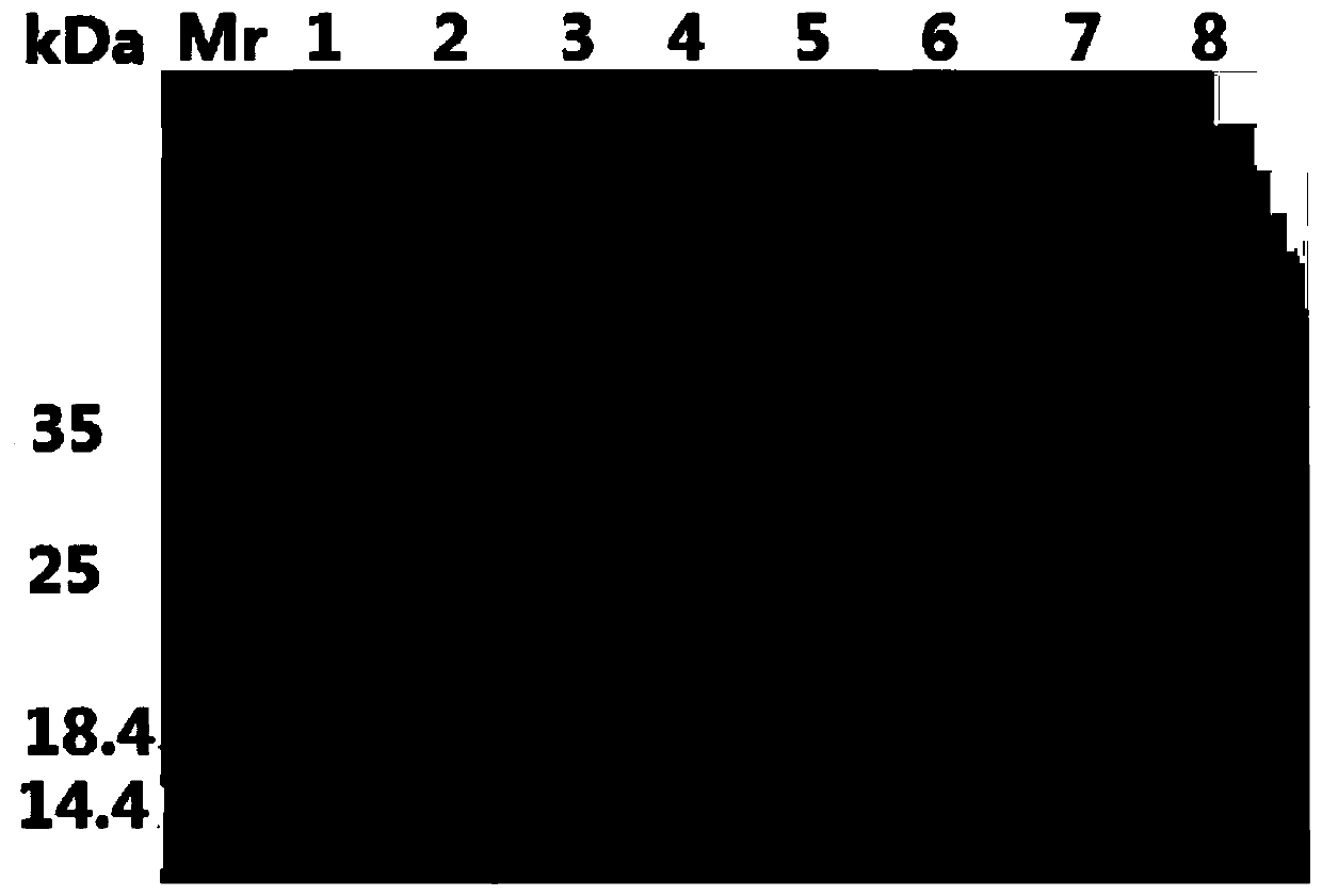 Method for purifying neutral or alkaline protease