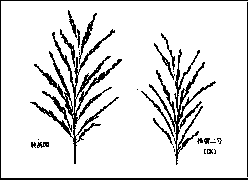 Use of rice OsEBS gene for improving rice yield trait