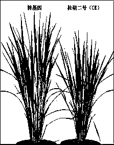 Use of rice OsEBS gene for improving rice yield trait