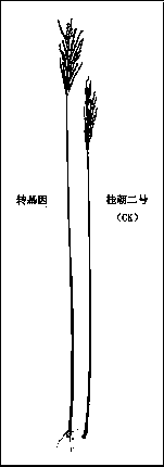 Use of rice OsEBS gene for improving rice yield trait