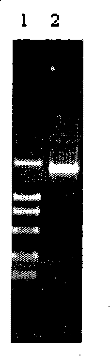 Macaca fascicularis P450 2B6 medical metabolic enzyme and co-expression recombinant carrier with macaca fascicularis P450 oxidoreductase