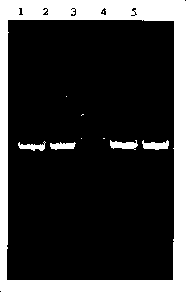 Macaca fascicularis P450 2B6 medical metabolic enzyme and co-expression recombinant carrier with macaca fascicularis P450 oxidoreductase