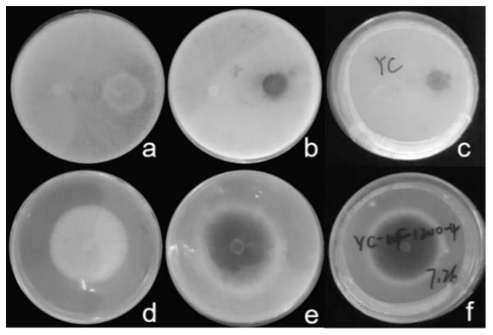 A kind of antibacterial activity of Trichoderma and its application