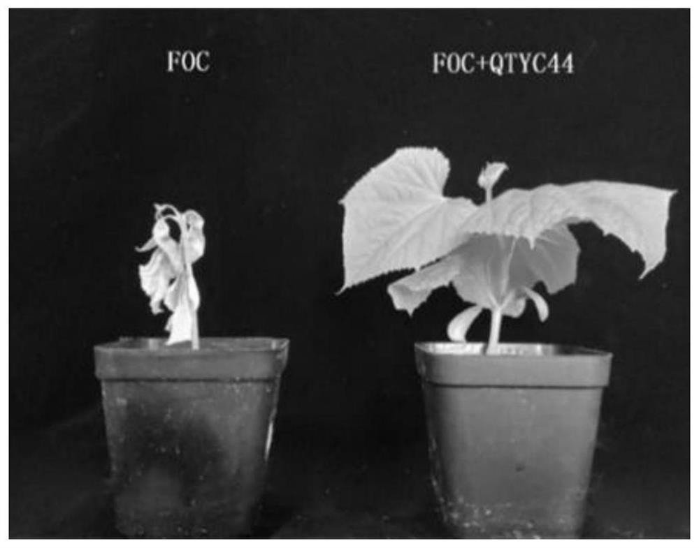 A kind of antibacterial activity of Trichoderma and its application