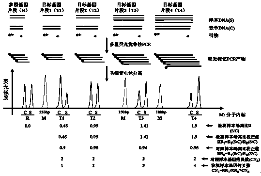 F9 gene copy number variation detection kit