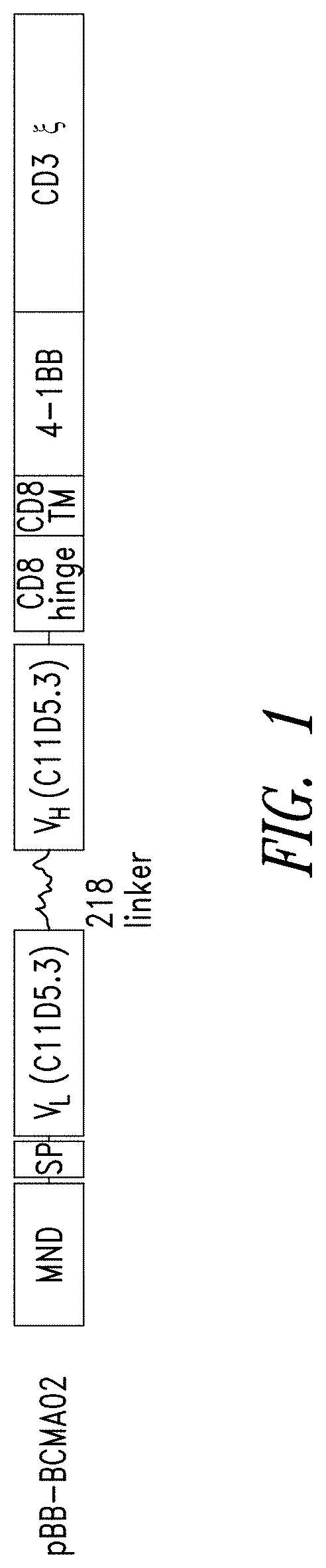 Bcma chimeric antigen receptors