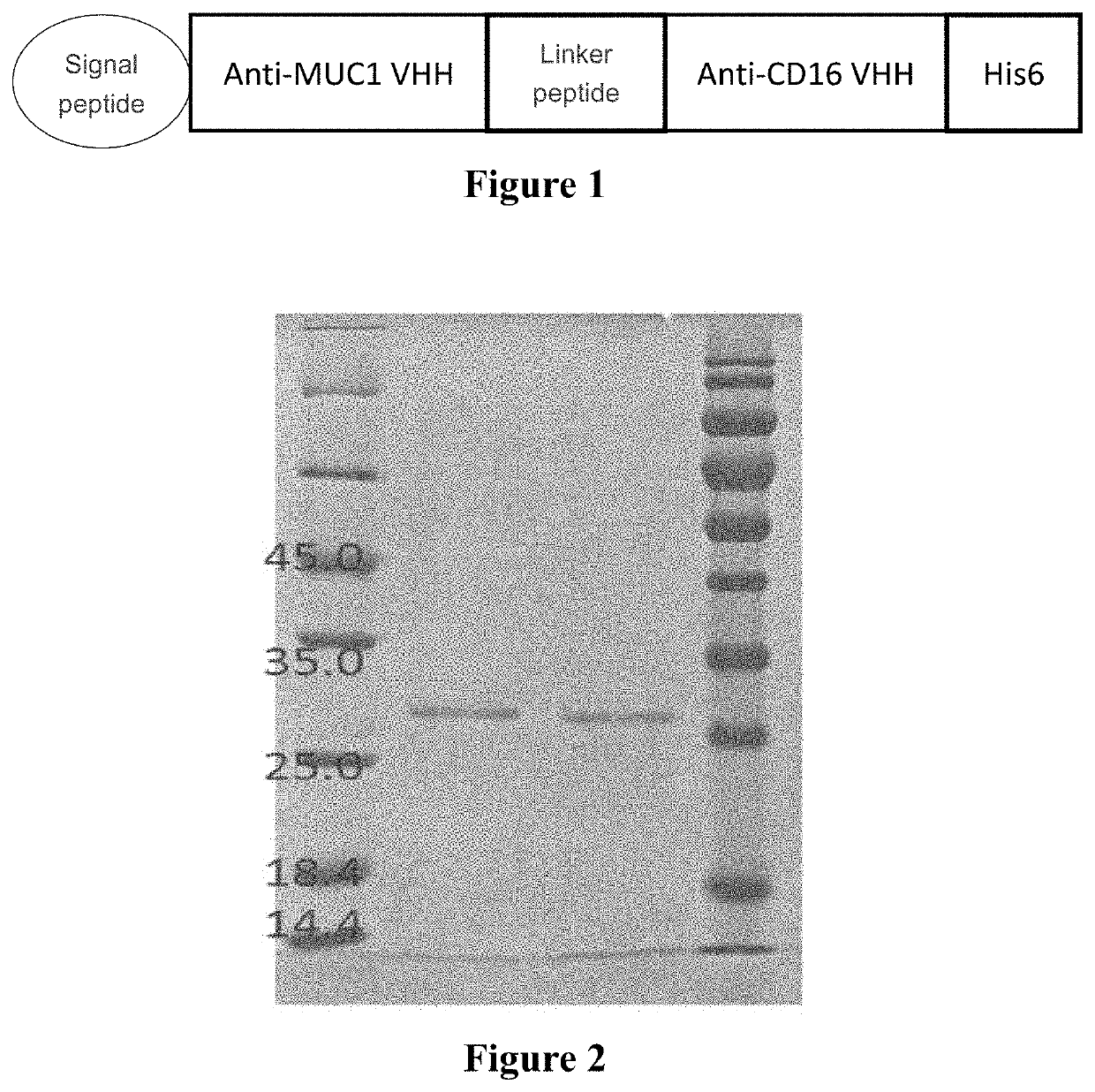 Antibody conjugate, and related pharmaceutical composition and application