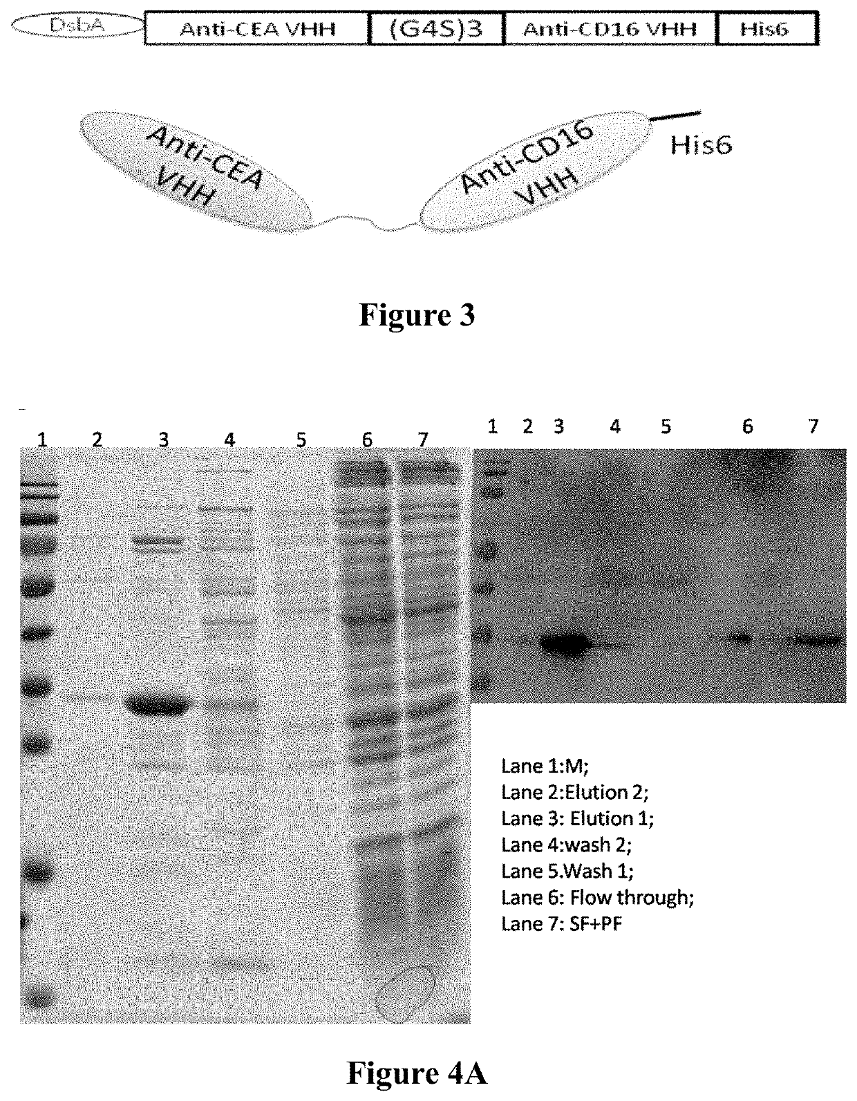 Antibody conjugate, and related pharmaceutical composition and application