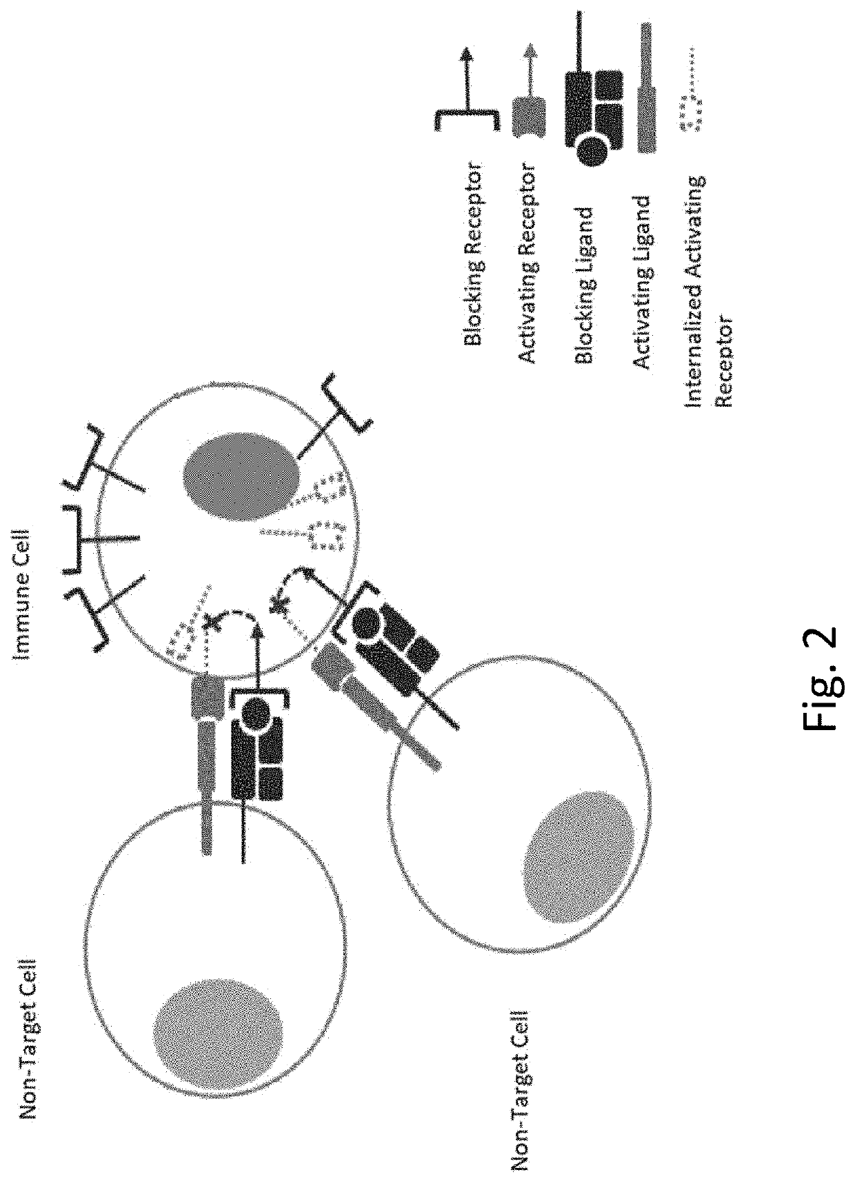 Engineered immune cells with receptor signal strength modulated by a hinge