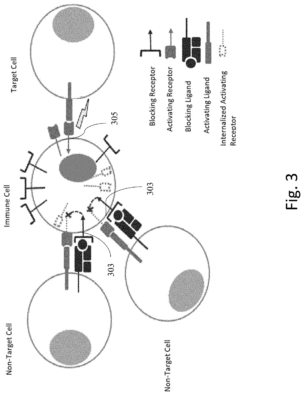 Engineered immune cells with receptor signal strength modulated by a hinge