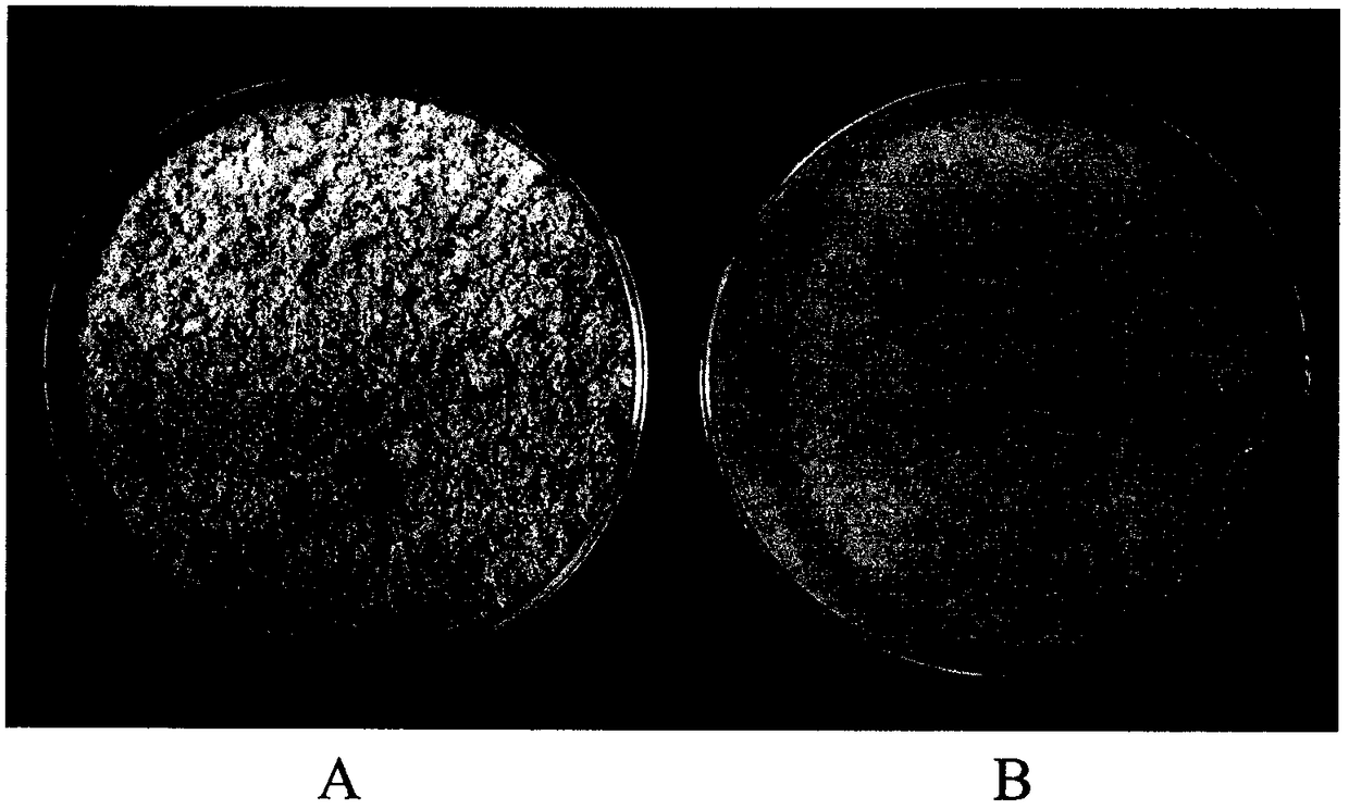 Thyroid tablets produced by direct whole-powder tabletting and preparation process thereof