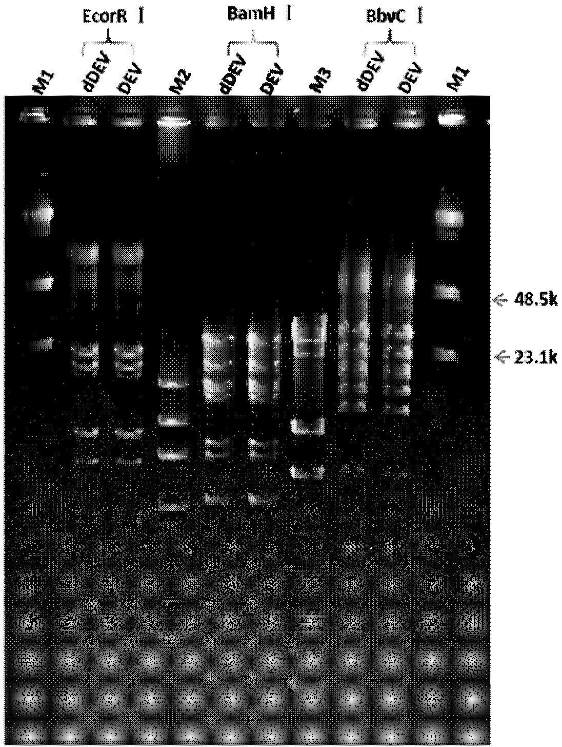 Recombinant duck plague virus vaccine strain as well as construction method and application thereof
