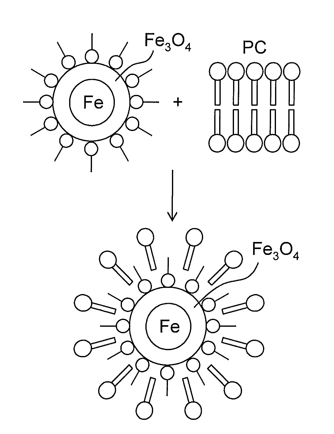 Iron/Iron Oxide Nanoparticle and Use Thereof