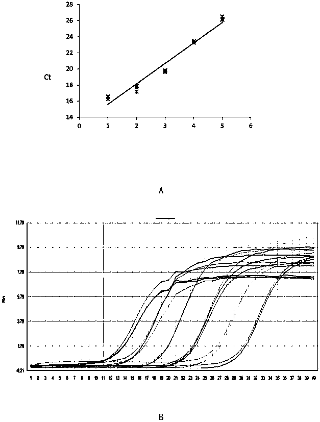 DsRNA for inhibiting expression of salivary glandular secretion polypeptide gene of wheat aphids and application thereof