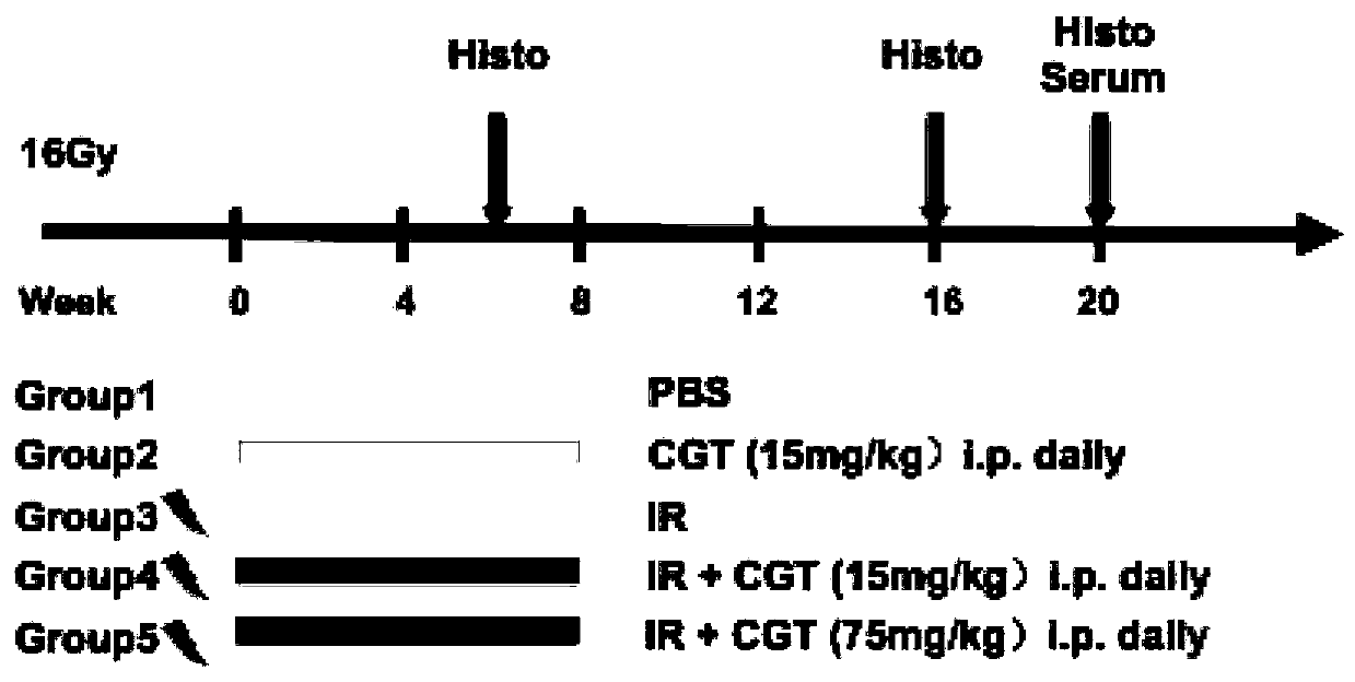 Application of cilengitide in preparation of drugs for preventing radioactive lung injury