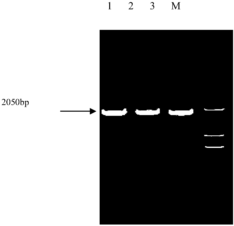Recombinant arthrobotrys oligospora of Aozl gene dual promoters and preparation method of recombinant arthrobotrys oligospora