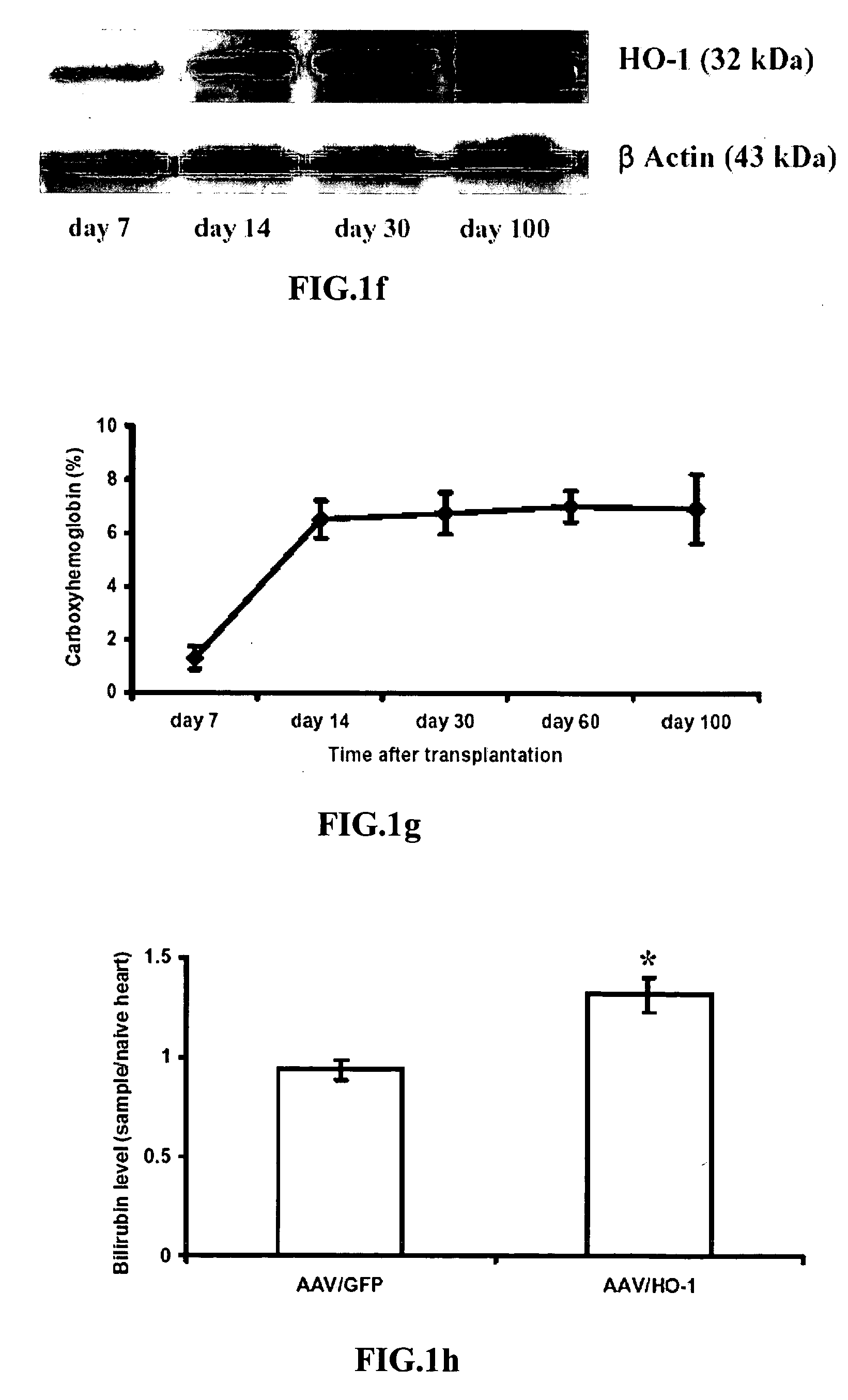 Method to prevent transplant rejection by stable expression of heme oxygenase-1