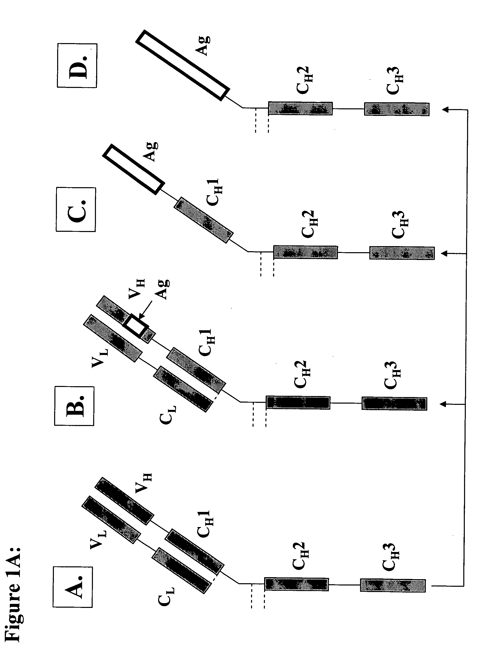 Methods and compositions to generate and control the effector profile of t cells by simultaneous loading and activation of selected subsets of antigen presenting cells