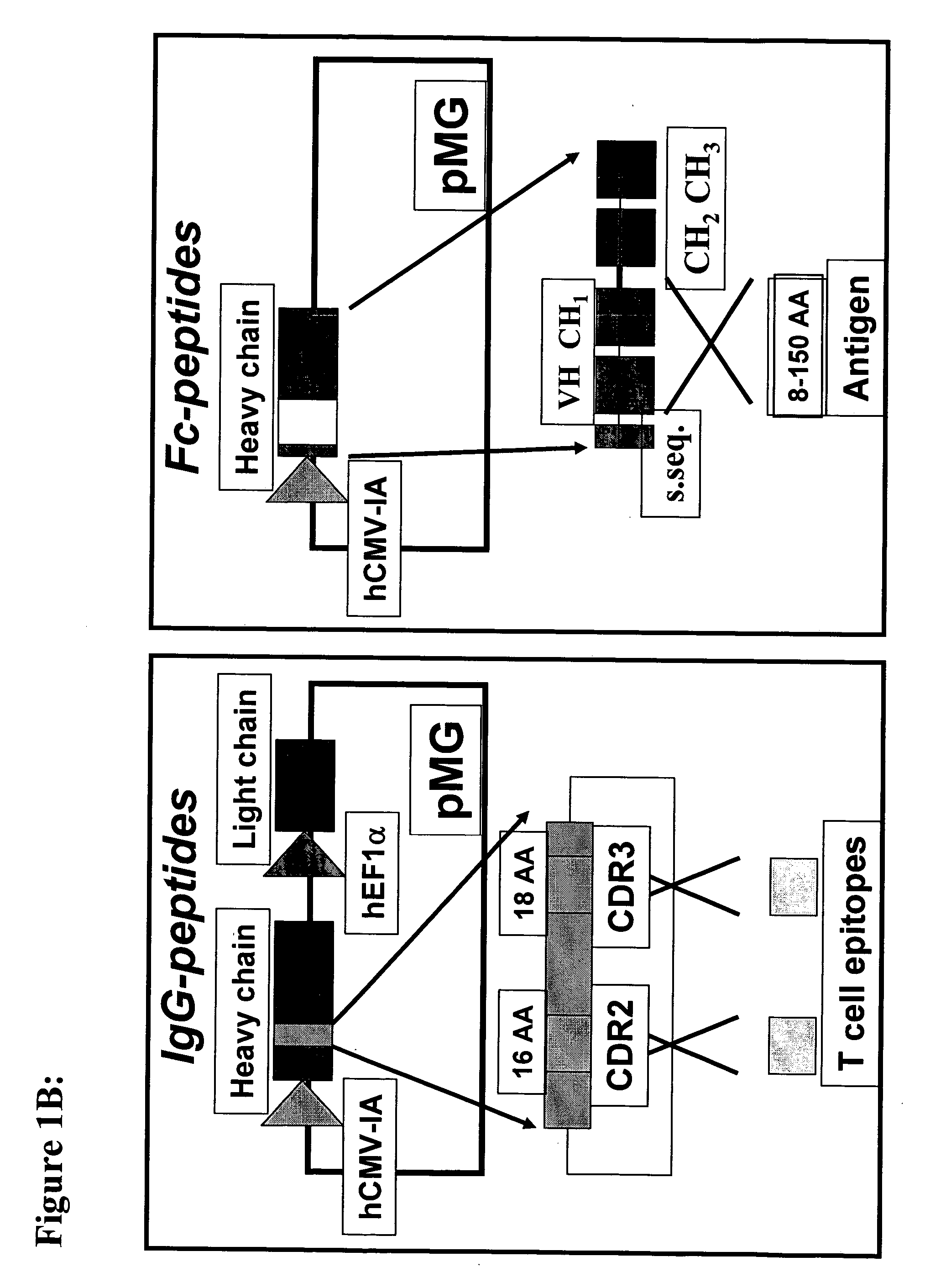 Methods and compositions to generate and control the effector profile of t cells by simultaneous loading and activation of selected subsets of antigen presenting cells