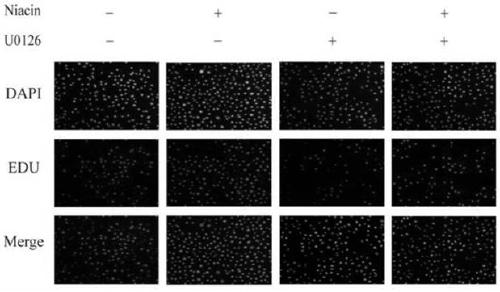 Experimental method for promoting animal mammary gland development by using vitamin B3