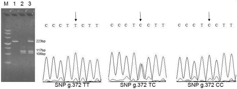 SNP mark related to weight of eriocheir sinensis and application of SNP mark