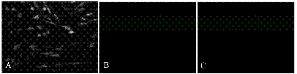 DNA (deoxyribonucleic acid) vaccine for expressing infectious bursal disease virus polyprotein gene VP243, as well as construction method and application thereof