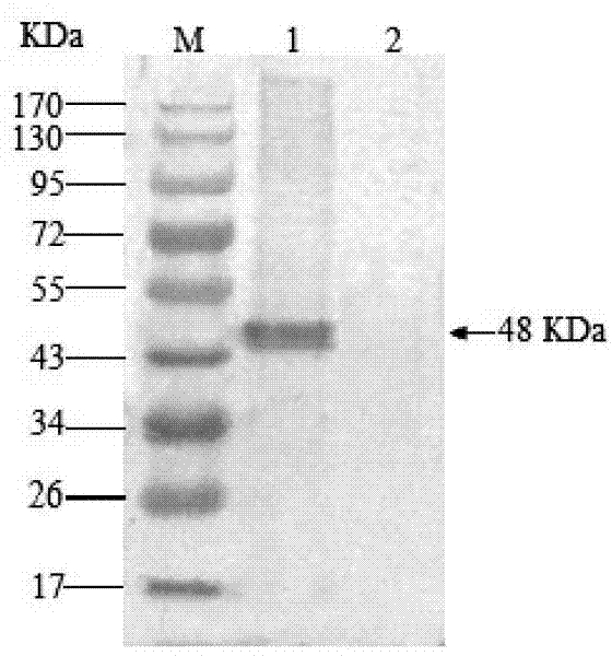 DNA (deoxyribonucleic acid) vaccine for expressing infectious bursal disease virus polyprotein gene VP243, as well as construction method and application thereof