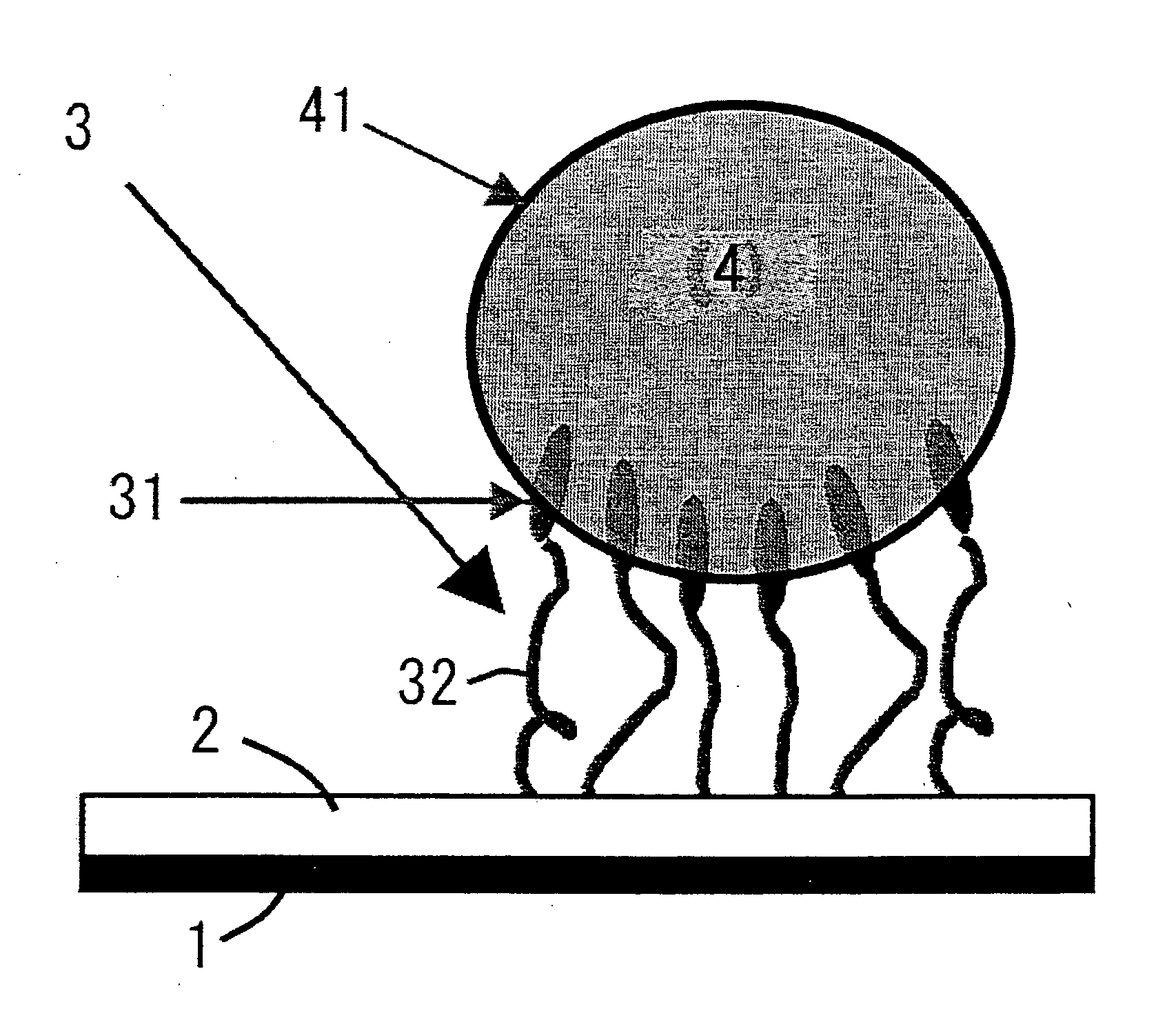 Immobilized cells and liposomes and method of immobilizing the same