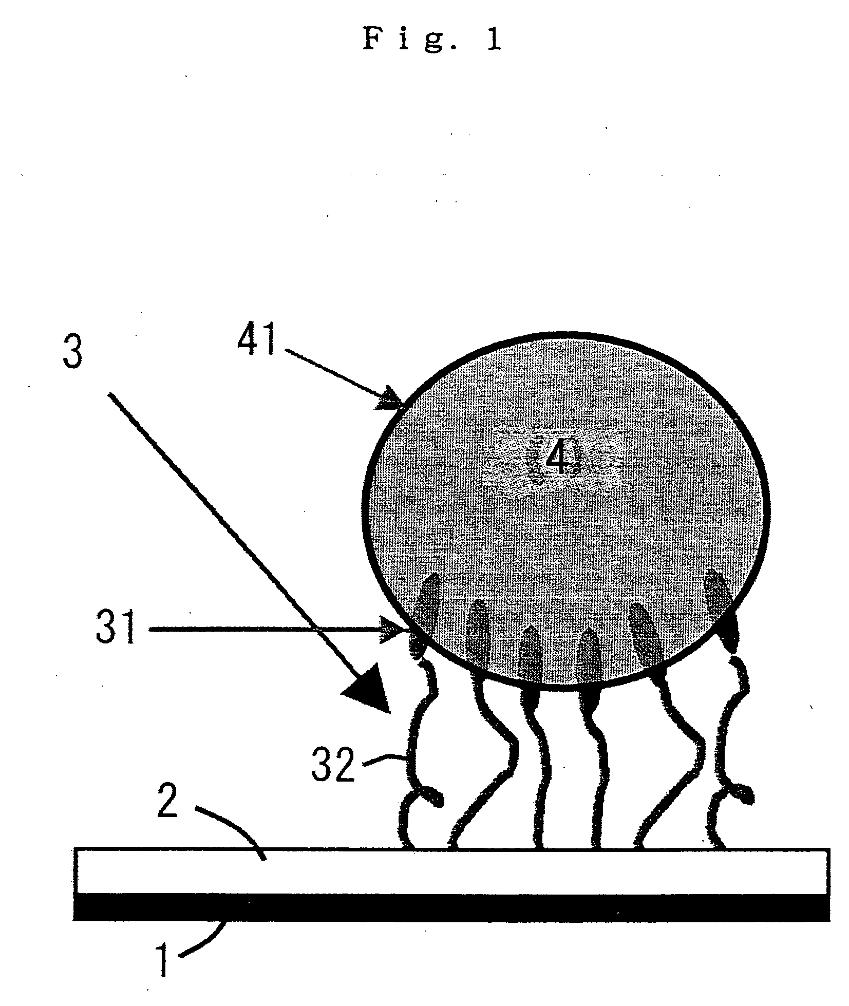 Immobilized cells and liposomes and method of immobilizing the same