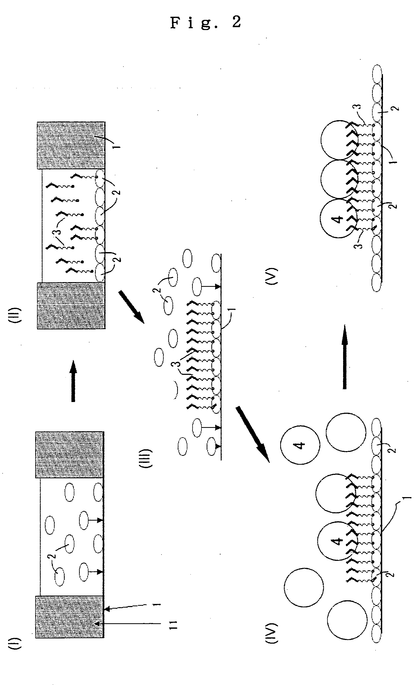 Immobilized cells and liposomes and method of immobilizing the same